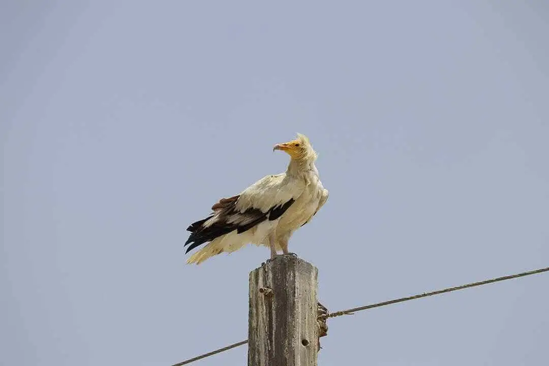 Egyptian Vulture